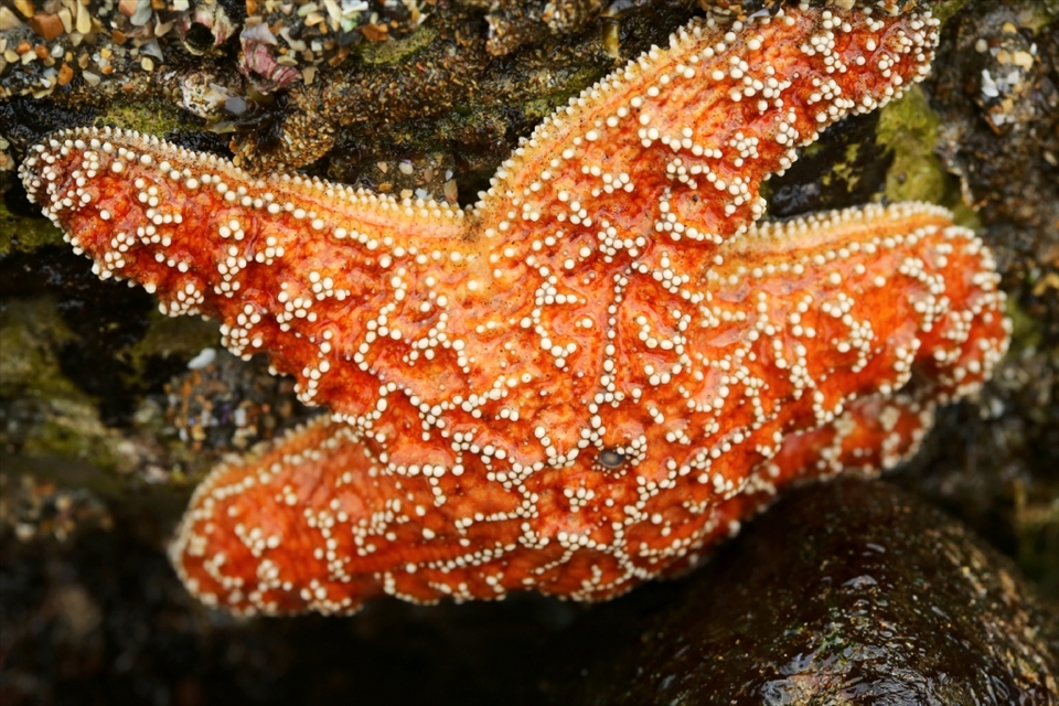The Ochre Sea Star clings to the rocks in between the crashing waves of the intertidal zone. An apex predator in its habitat, the Sea Star stalks prey via an internal hydraulic system that utilizes the seawater in which it resides during higher tides. It is a shining star of nature’s ability to adapt to its surroundings; its color can change, detached arms can regenerate and its entire skin structure can adjust its rigidity to make it easier to feed and less easy to be fed upon. 