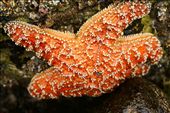 The Ochre Sea Star clings to the rocks in between the crashing waves of the intertidal zone. An apex predator in its habitat, the Sea Star stalks prey via an internal hydraulic system that utilizes the seawater in which it resides during higher tides. It is a shining star of nature’s ability to adapt to its surroundings; its color can change, detached arms can regenerate and its entire skin structure can adjust its rigidity to make it easier to feed and less easy to be fed upon. : by bobfawcett, Views[1200]