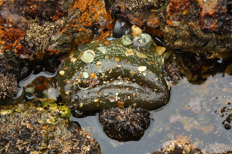 The intertidal zones of coastal California are teeming with colorful species of plants and animals. While the unhappy anemone awaiting the return of the tide initially attracts all the attention, one sees more diversity as they look more intently. This photo alone captures the close relationship of anemone, limpets, snails, chitons, coralline algae and others exposed during a low tide. 