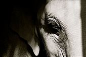 Asian Elephant 