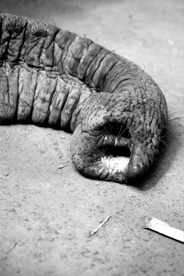 The Elephant has over 40,000 muscles in it's trunk!