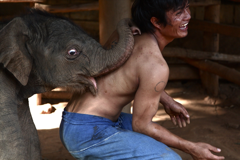The bond between Mahout & Elephants starts from a very young age.