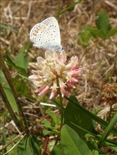 this one,is also a place called Gacko,far from the civilisation,you can say. i took this one,becouse this flover grow only in that part of my country. it is authentic.: by boki, Views[398]