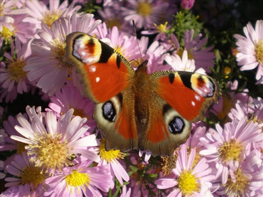 i took this picture on my vacation,in small place called Herceg Novi. It is on our seaside,and i vaited for this one for some time.
