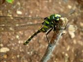 Dragonfly on a stick :) So collorfull: by boki, Views[361]