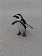 by bombardo-family, Views[163]