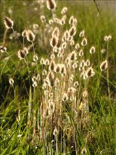 by bonfleming, Views[208]