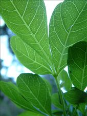 ...pulsating with life: by bonfleming, Views[405]