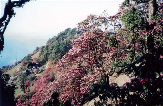 This spring in the Kumaon Himalaya was a heavy rhododendron flowering year. Every tree was literally 'dripping' with flowers....