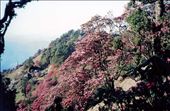 This spring in the Kumaon Himalaya was a heavy rhododendron flowering year. Every tree was literally 'dripping' with flowers....: by bonnie, Views[853]