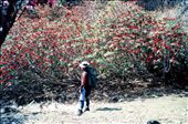 Scott lost in a sea of red...: by bonnie, Views[579]