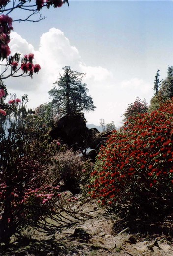 A riot of colour....