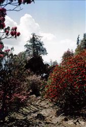 A riot of colour....: by bonnie, Views[587]