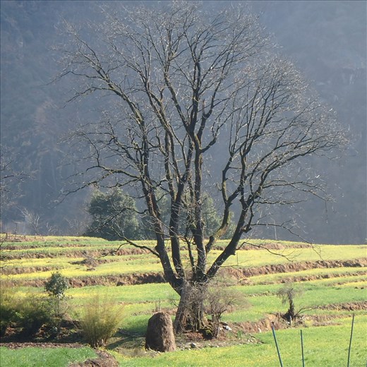 My favorite tree in Jatoli (taken mid winter)
