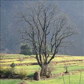 My favorite tree in Jatoli (taken mid winter): by bonnie, Views[366]