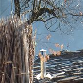 The flue of the first stove completed. This was while we were waiting on a delivery of a bag of cement via mule. In the meantime it was decided that plastic around the base of the flue would stop rain entry (and that sunshine was short lived!): by bonnie, Views[367]