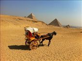 On a Camel in the Egyptian desert amazed at the historical Giza pryimids: by bonrus, Views[367]
