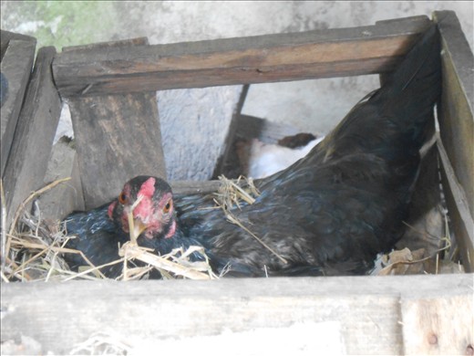 MOTHER'S HAPPINESS WAITS FOR ITS BABY