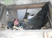 MOTHER'S HAPPINESS WAITS FOR ITS BABY: by borneo_wirayudha, Views[207]