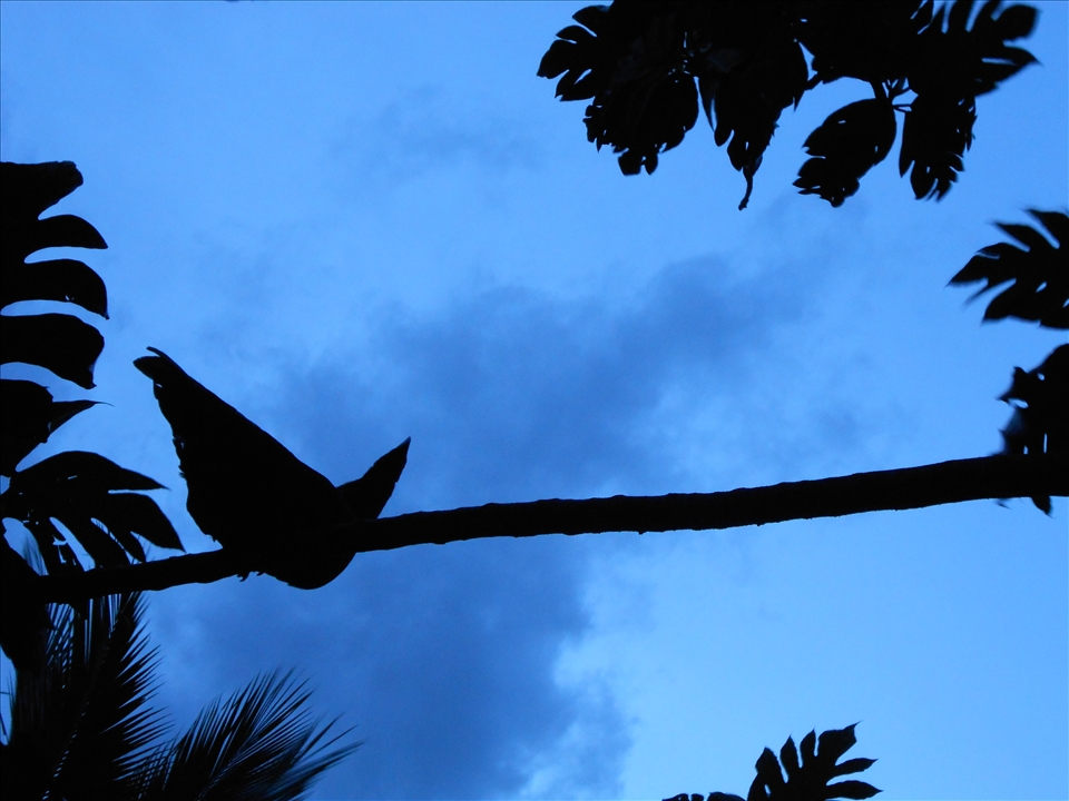 I HAVE ADREAM,FLY ACROSS THE SKY