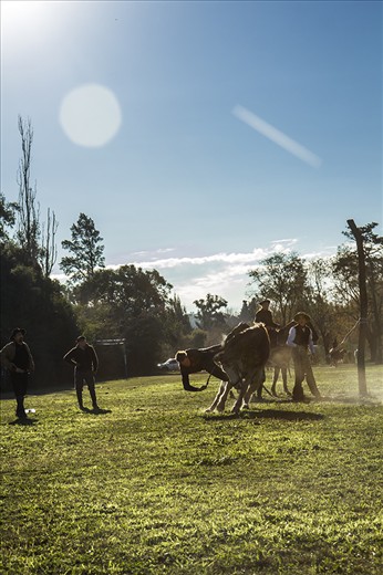Ramiro's elder brother (Juan) is having a rough rodeo today. Best luck next time