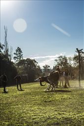 Ramiro's elder brother (Juan) is having a rough rodeo today. Best luck next time: by boslok, Views[584]