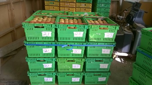 Avant les pommes il y a eu les poires, les fameuses et délicieuses 