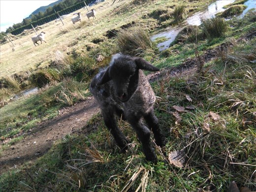 Surprise un matin en allant nourir les moutons...un agneau vient de naître. Normalement les agneaux ne naissent pas pendant l'hiver et leur ésperance de réster en vie est faible. Le.challenge sera donc de la garder en vie. 
Il a aussi fallu lui donner un nom...cà sera donc 