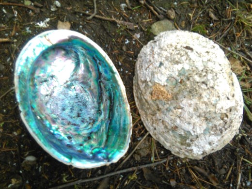 Paua est le nom maori donné à ce mollusque gastropodes marin endémiques aux côtes néo-zélandaises.

