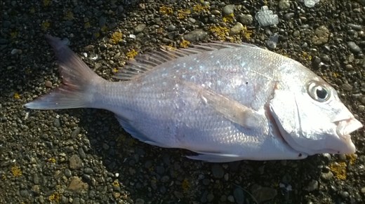 Snapper, ou dorade royale