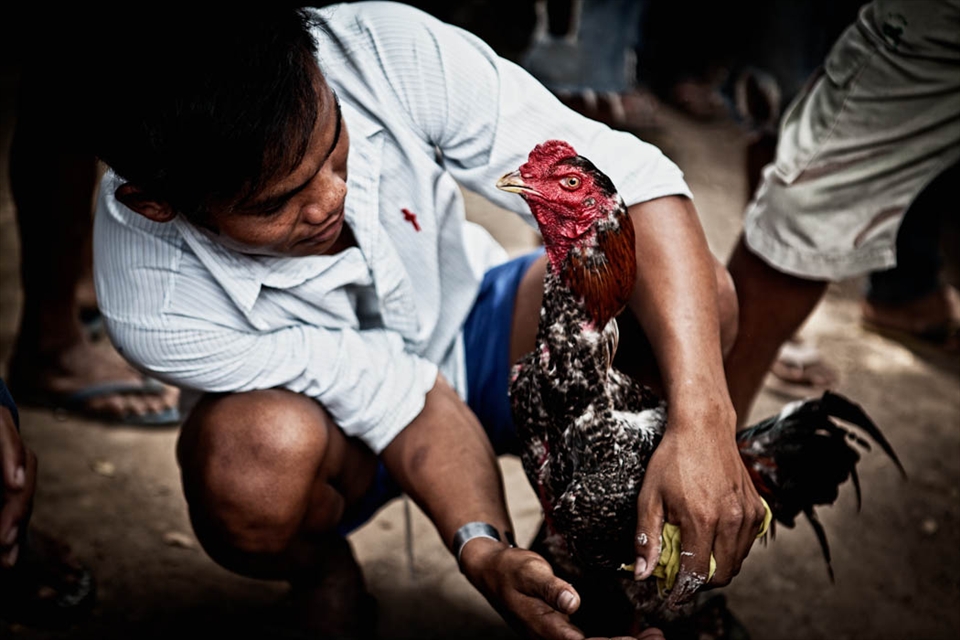 Man preparing cock for fight. Don Det, Laos.
