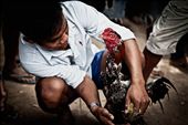 Man preparing cock for fight. Don Det, Laos.: by bpphoto, Views[881]