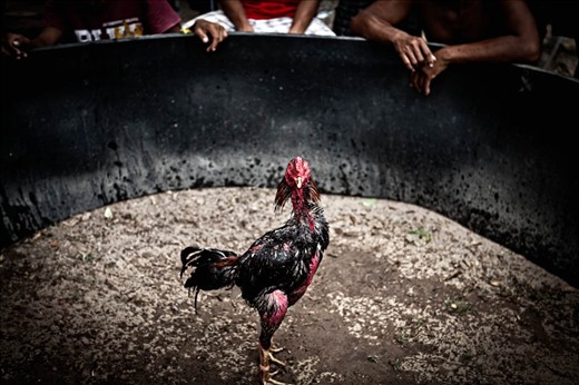 Veteran cock ready for battle. Don Det, Laos.