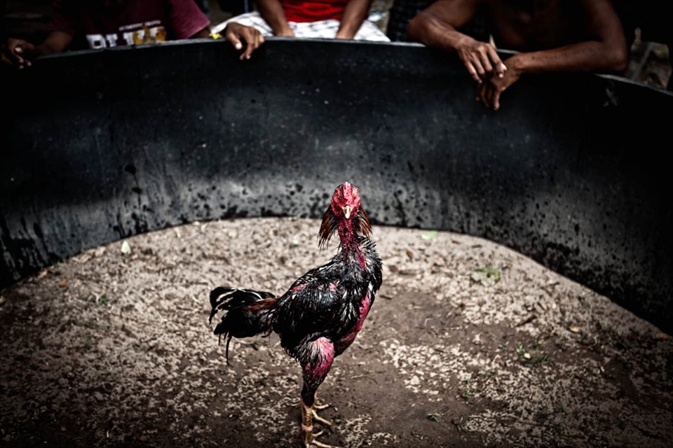 Veteran cock ready for battle. Don Det, Laos.
