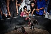 Spectators watching and betting on cock fight. Don Det, Laos.: by bpphoto, Views[969]