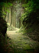 The path's age and wisdom lingers beyond nature's destructive forces: by bradenb, Views[301]