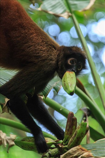 A spider monkey snatches a wild banana while hanging upside down.  All four species of Central American monkeys can be seen in Corcovado, which include the Howler Monkey, White-faced Capuchin and the rare Squirrel Monkey (or mono titi) 

This sighting brings back great memories of my time in Corcovado.  As I was taking this photograph, a group of around 30 mother and juvenile coati-mundis were foraging around my feet.  Unfazed by my presence they continued their foraging while I continued to snap photographs.
