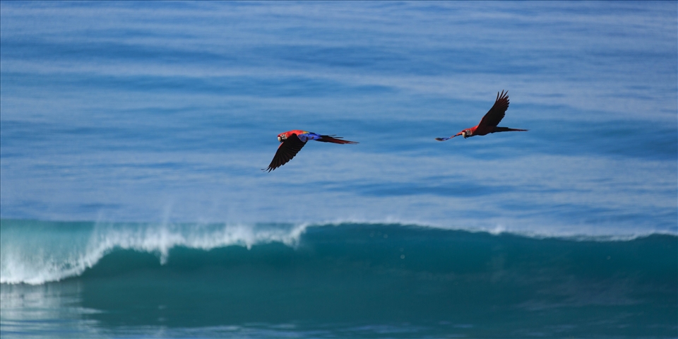 A pair of Scarlet Macaws seen screeching over the waves in the Corcovado National Park. Virtually wiped out from the rest of Central America the Scarlet Macaws, which mate for life, are so common in and around Corcovado they could almost be called a nuisance. They epitomise the beauty of the National Park; a bird so rare in other locations can be so abundant and obvious in Corcovado. No wonder the park was named 