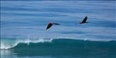 A pair of Scarlet Macaws seen screeching over the waves in the Corcovado National Park. Virtually wiped out from the rest of Central America the Scarlet Macaws, which mate for life, are so common in and around Corcovado they could almost be called a nuisance. They epitomise the beauty of the National Park; a bird so rare in other locations can be so abundant and obvious in Corcovado. No wonder the park was named A pair of Scarlet Macaws seen screeching over the waves in the Corcovado National Park. Virtually wiped out from the rest of Central America the Scarlet Macaws, which mate for life, are so common in and around Corcovado they could almost be called a nuisance. They epitomise the beauty of the National Park; a bird so rare in other locations can be so abundant and obvious in Corcovado. No wonder the park was named