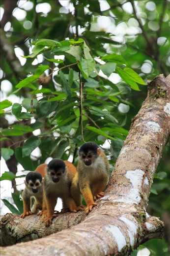 Squirrel monkeys are the rarest of the four monkey species found in Central America. Living in large troops they can often be seen running and chirping through the trees in a mass of commotion.

Continued protection of the Corcovado National Park and the surrounding forest is required to maintain a healthy habitat for these and many other species of large mammals. 

Corcovado National Park has contributed significantly to my love of wildlife photography. After travelling through much of Central America,  Corcovado sits as a pinnacle of biodiversity, revealing what much of the rainforest regions of Central America may have looked like prior to human interference.