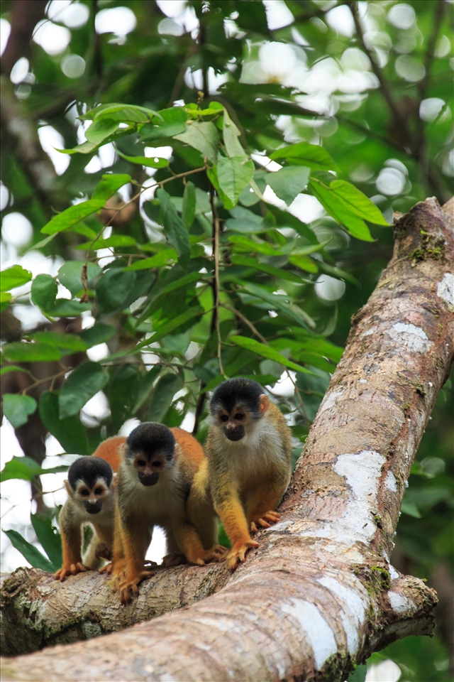 Squirrel monkeys are the rarest of the four monkey species found in Central America. Living in large troops they can often be seen running and chirping through the trees in a mass of commotion.

Continued protection of the Corcovado National Park and the surrounding forest is required to maintain a healthy habitat for these and many other species of large mammals. 

Corcovado National Park has contributed significantly to my love of wildlife photography. After travelling through much of Central America,  Corcovado sits as a pinnacle of biodiversity, revealing what much of the rainforest regions of Central America may have looked like prior to human interference.