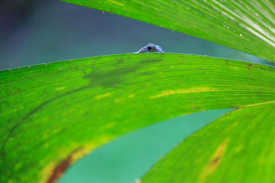 Even the little things are exquisite in Corcovado National Park.  A juvenile Basilisk lizard peeps over this palm frond in the early evening. Using my tripod, I was able to take this photograph in rather poor light.