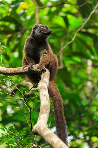 My girlfriend and I jumped out of the taxi brousse at Park Headquarters with 3 boxes full of food and no idea what we were in for. After quickly organising our guide, cook and porters we headed off through the local village towards the park entrance.  

We could see the looming shape of Mount Marojejy in the background, seemingly so close to the small village yet still a 3 day trek away.  We knew that somewhere in the shadow of the mountain was the rare Silky Sifaka.

There was no sign of the Silky Sifaka on our trek to Camp one, apparently they favoured the higher altitudes closer to Camp two.  However, we were lucky enough to see a group of brown lemurs on our trek to the first camp. This female lemur was surprisingly nonchalant given the history of lemur hunting that had occurred in the area in the past. 