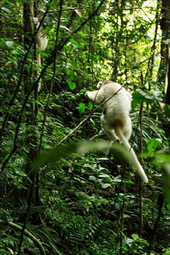 Our second day of trekking brought us to Camp Two, set next to a beautiful clear stream with views towards a granite cliff draped in forest.  Our guide headed off into the jungle to look for the Sifakas loudly noting that they hadn't been seen for a number of weeks and they could be anywhere. 

Late in the afternoon, we heard an excited howl emanating from the forest. Apparently he had found them.  We rushed up the hill, trying not to slip on the steep stairs as we climbed higher and higher.  As we got closer, the calls were coming from the jungle off the side of the trail. The cook who had come to show us the way ducked off the trail onto a steep hillside covered in undergrowth.  

We followed as quickly as we could but the steep terrain, mud and vines were making it difficult to keep up.  All the time I was getting my camera ready to take the first coveted shots. Just as we arrived at our guides side, the Sifaka family started to move, leaping from tree trunk to tree trunk away from our position.  I was able to take one fleeting shot of the Sifaka heading into the forest before they disappeared across a stream.

I suppose this is why they are known as the Angels of the Forest, as we weren't quite sure from our first encounter if they were actually real.  