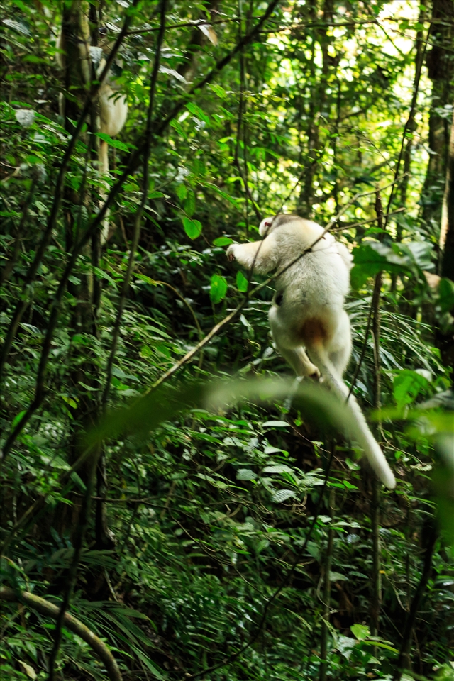 Our second day of trekking brought us to Camp Two, set next to a beautiful clear stream with views towards a granite cliff draped in forest.  Our guide headed off into the jungle to look for the Sifakas loudly noting that they hadn't been seen for a number of weeks and they could be anywhere. 

Late in the afternoon, we heard an excited howl emanating from the forest. Apparently he had found them.  We rushed up the hill, trying not to slip on the steep stairs as we climbed higher and higher.  As we got closer, the calls were coming from the jungle off the side of the trail. The cook who had come to show us the way ducked off the trail onto a steep hillside covered in undergrowth.  

We followed as quickly as we could but the steep terrain, mud and vines were making it difficult to keep up.  All the time I was getting my camera ready to take the first coveted shots. Just as we arrived at our guides side, the Sifaka family started to move, leaping from tree trunk to tree trunk away from our position.  I was able to take one fleeting shot of the Sifaka heading into the forest before they disappeared across a stream.

I suppose this is why they are known as the Angels of the Forest, as we weren't quite sure from our first encounter if they were actually real.  