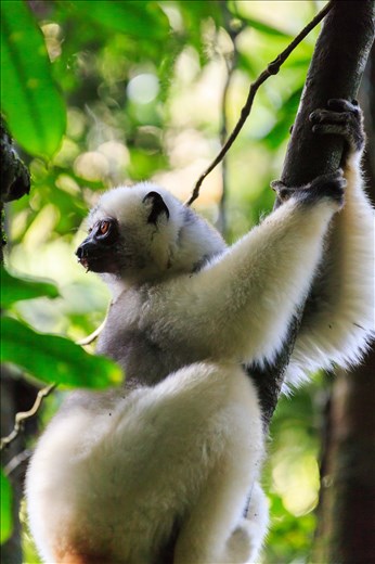 Buoyed by our early success, we spent the third day  at Camp Two, searching for the Silky Sifakas. However, it seemed that we had lucked out on the second day, as they were nowhere to be seen. We woke up to a beautifully clear day on the fourth day, so at the urging of the guide, who said this much clear weather was very rare in the rainforest, we decided to climb to the top of Mount Marojejy, spending the night at Camp Three. 

The climb was difficult and we felt a great sense of achievement in making it to the top but our main objective for visiting this remote National park was not to climb a mountain but to see and photograph the critically endangered Silky Sifakas.  With that in mind we climbed down to Camp Two to continue our search.  We only had enough food for one more night, so this was our last chance to see the Sifakas.

Again, our guide entered the forest, searching for the Sifakas.  We waited patiently at the camp but he returned just before dark without seeing them.  Our final chance would be in the morning before a long hike down the hill to Park Headquarters.

We started the day very early, with the guide searching in the forest near where we had seen them the other day.  We were all packed and ready to hike down when we heard the same excited call from the forest.  Our guide had found them again but the calls were coming from down the hill not up.  We grabbed our gear and with the cook at our side, we headed down the slope.

This time we arrived to find a family of 5 adults and juveniles sitting quietly high up in the trees.  We watched them for around 30 minutes before they started moving down the branches, taking massive leaps from trunk to trunk.  This was amazing to watch, as they jump and land feet first unlike any other primate species I had seen before.

As the 5 Sifakas came down towards us they each followed the same route that the first one made.  This first Sifaka was rubbing itself on each of the tree trunks with its chest.  This meant that all 5 family members passed just in front of us stopping to smell the marking from the first Sifaka before leaping to the next trunk.  They were completely unperturbed by our presence, which allowed us to view them acting naturally and photograph them at the same time.