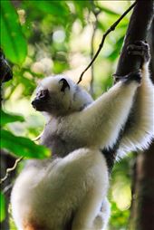 Buoyed by our early success, we spent the third day  at Camp Two, searching for the Silky Sifakas. However, it seemed that we had lucked out on the second day, as they were nowhere to be seen. We woke up to a beautifully clear day on the fourth day, so at the urging of the guide, who said this much clear weather was very rare in the rainforest, we decided to climb to the top of Mount Marojejy, spending the night at Camp Three. 

The climb was difficult and we felt a great sense of achievement in making it to the top but our main objective for visiting this remote National park was not to climb a mountain but to see and photograph the critically endangered Silky Sifakas.  With that in mind we climbed down to Camp Two to continue our search.  We only had enough food for one more night, so this was our last chance to see the Sifakas.

Again, our guide entered the forest, searching for the Sifakas.  We waited patiently at the camp but he returned just before dark without seeing them.  Our final chance would be in the morning before a long hike down the hill to Park Headquarters.

We started the day very early, with the guide searching in the forest near where we had seen them the other day.  We were all packed and ready to hike down when we heard the same excited call from the forest.  Our guide had found them again but the calls were coming from down the hill not up.  We grabbed our gear and with the cook at our side, we headed down the slope.

This time we arrived to find a family of 5 adults and juveniles sitting quietly high up in the trees.  We watched them for around 30 minutes before they started moving down the branches, taking massive leaps from trunk to trunk.  This was amazing to watch, as they jump and land feet first unlike any other primate species I had seen before.

As the 5 Sifakas came down towards us they each followed the same route that the first one made.  This first Sifaka was rubbing itself on each of the tree trunks with its chest.  This meant that all 5 family members passed just in front of us stopping to smell the marking from the first Sifaka before leaping to the next trunk.  They were completely unperturbed by our presence, which allowed us to view them acting naturally and photograph them at the same time.: by bradleyjtsmith, Views[628]