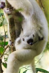 We were having our Sifaka moment and loving it.  But it got even better when the last member of the family jumped in front of us and she had a tiny baby clinging to her underside.  How she clung on there during those massive leaps I'm not sure but she was beautiful, looking directly at me while I photographed.

Our guide told us that females normally only give birth once every 2 years and that we were very lucky to see a baby.  We felt blessed to be so close to such a rare animal and to think that such a small baby may play a huge role in the survival of the species, a tiny hope for the Angel of the Forest.: by bradleyjtsmith, Views[383]
