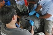 Attaching a satellite transmitter to a hawksbill turtle: by bradnahill, Views[120]