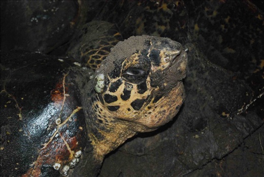 Hawksbill turtle awaiting its satellite transmitter
